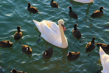 在湖边脖子白色动物家庭鸟类鸭子荒野海鸥反射野生动物图片