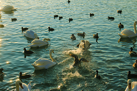 湖边的鸟儿黑色家庭羽毛场景反射鸭子脖子动物白色游泳图片