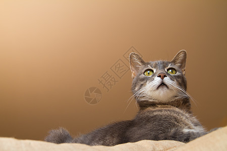 一只黄眼猫男性宠物黑色动物宏观猫科头发鼻子小猫毛皮图片