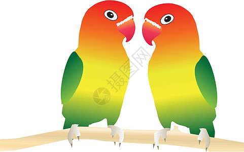 不离不弃爱鸟夫妻羽毛家庭鹦鹉栖息动物鸟类情调热带宠物插画
