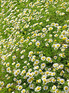 花角字段植物学野花植物群季节环境草本植物风景草地场景生长图片