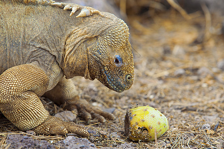 加拉帕戈斯地土地舌头热带爬虫食物动物恐龙野生动物蜥蜴爪子图片