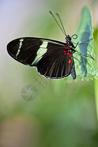 萨拉龙翼蝴蝶动物绿色昆虫叶子热带翅膀野生动物丛林宏观图片