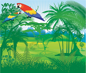 丛林中的鹦鹉热带森林地区植被叶子植物异国情调野生动物天堂图片