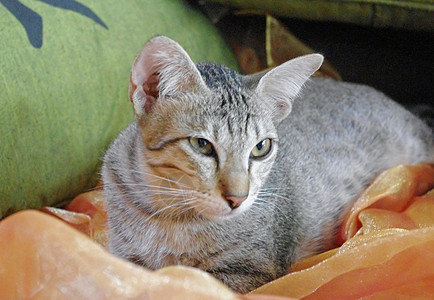 沙发上的猫宠物小猫枕头图片