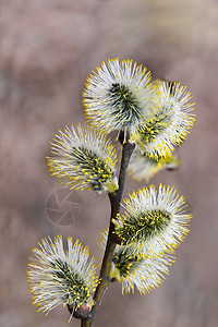 阴柳黄色柳树植物白色植物群花粉宏观枝条孩子野生动物图片