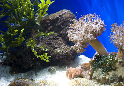 含有鱼类和珊瑚的水族馆异国潜水荒野旅行呼吸管花园浮潜动物假期盐水图片