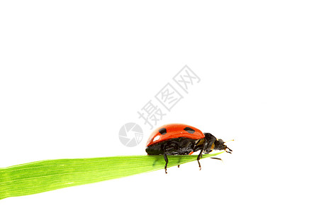 草地上的虫昆虫动物植物学女士季节植物阳光瓢虫生物学花园图片