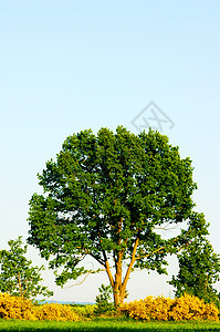 夏季树木草地公园森林天空农村树叶墙纸风景高尔夫球生态图片