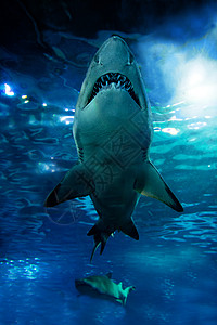 水下鲨鱼休光捕鲸蓝色海洋牙齿生活潜水捕食者危险游泳动物图片