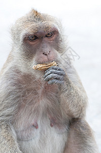 猴子猴哺乳动物动物森林丛林猿猴濒危石头母性灵长类荒野图片