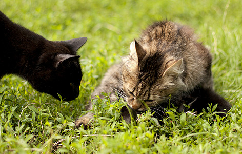 两只猫毛皮小猫动物朋友宠物绿色动物群姿势猫咪图片
