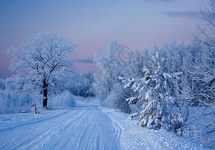 俄罗斯冬季寒冷雪花雪景风景国家寒意冻结木头蓝色森林图片