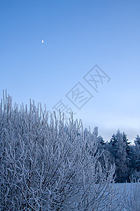 俄罗斯冬季森林雪景季节场景国家寒冷寒意蓝色天空雪花图片