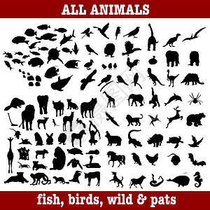 所有大型动物 收集的鱼鸟和猫图片