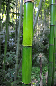 竹子树叶绿色纤维木本草族植物学植物纹理禅意图片