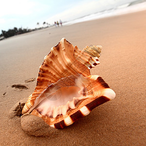 贝壳棕榈日落异国海滩旅行支撑海洋冲浪旅游珊瑚图片