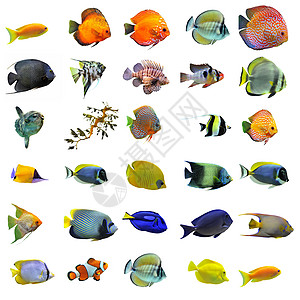 鱼类水族馆蓝色橙子大帝宏观团体鱼缸色彩神仙鱼翼龙图片