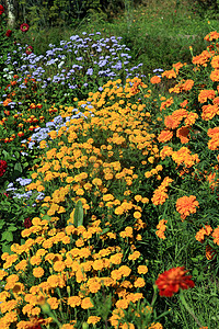 城市花园的夏花雏菊衬套财产场地草皮水仙花百合玫瑰财富生长图片