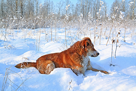 白雪上红头狗毛皮荒野黄色动物园雪花小狗地形动物摄影脊椎动物图片