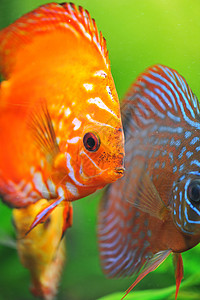 铁饼动物红色热带水族馆科鱼游泳黄色曲线玻璃宠物图片