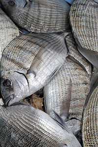 Sargus 白海鲜鱼图片