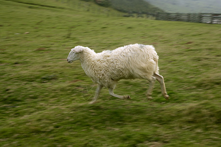 带比利牛羊的绿草地牧场运动场地环境农村农场羊肉森林哺乳动物场景图片