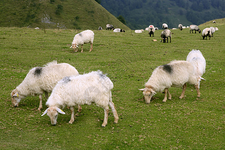 带比利牛羊的绿草地森林农场羔羊季节食物农村母羊植物家畜环境图片