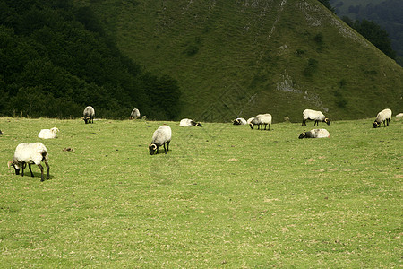 带比利牛羊的绿草地动物场地季节家畜旅行母羊爬坡农村场景哺乳动物图片