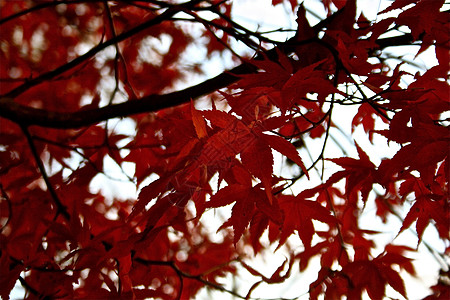 秋叶树叶红色背景图片