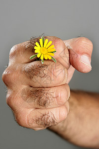 毛细多花的手和花的概念与对比生活宏观雏菊力量植物手指男人农业皮肤头发背景图片