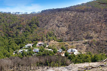 2011年春季Ibiza火灾后火焰国家破坏地标环境树干公园林业旅游灾难图片