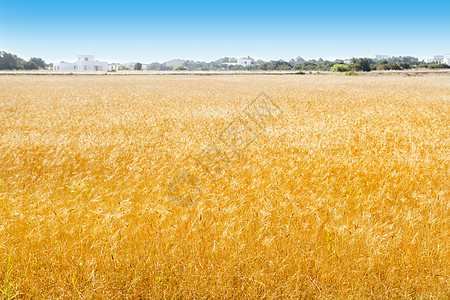 巴利阿里群岛Formentera小麦田图片