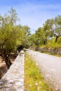 带橄榄树和胡萝卜的地中海公路图片