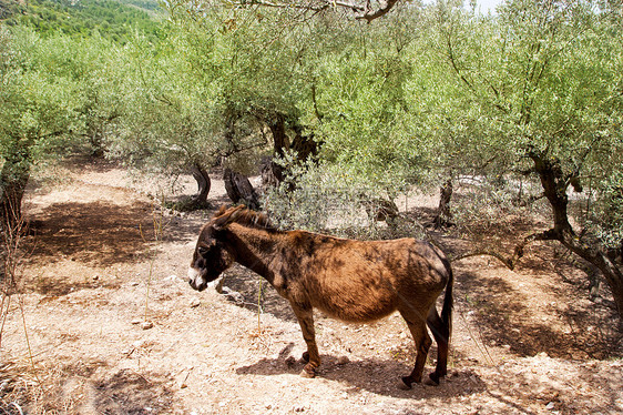 在麦杰卡的地中海橄榄树田里的驴子国家哺乳动物动物园场地宠物屁股骡子头发家畜农场图片