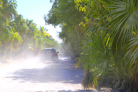 棕榈树 马路 汽车沙尘雾图片