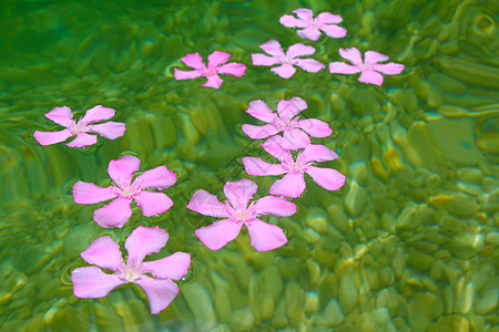 漂浮在自然淡水中的奥莱兰德粉红色花朵滚动温泉异国海洋海岸波浪石头水池旅行植物图片