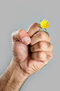 毛细多花的手和花的概念与对比男性力量男人农民皮肤手指宏观头发生活农业背景图片