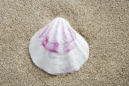 海滩沙子白色粉红色贝壳微距夏季特写图片