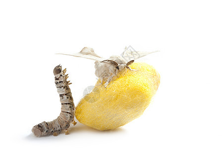 蝴蝶丝虫 三阶段的丝虫白色蛴螬编织丝绸黄色宏观昆虫旋转牙线织物图片