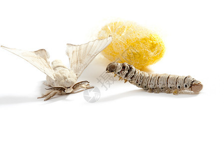 蝴蝶丝虫 三阶段的丝虫白色宏观养蚕业材料旋转黄色牙线纤维幼虫织物图片