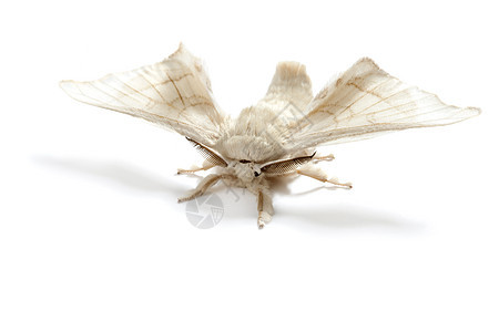 孤立的丝虫丝虫蝴蝶白色养蚕业编织蛴螬牙线织物宏观丝绸加工材料昆虫图片
