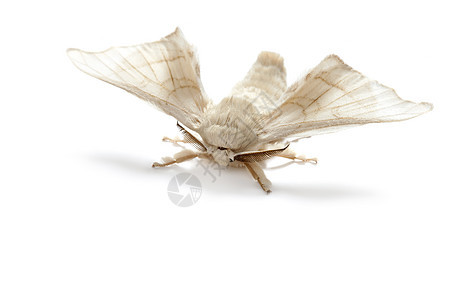 孤立的丝虫丝虫蝴蝶白色蛴螬养蚕业黄色幼虫旋转丝绸昆虫加工纤维材料图片