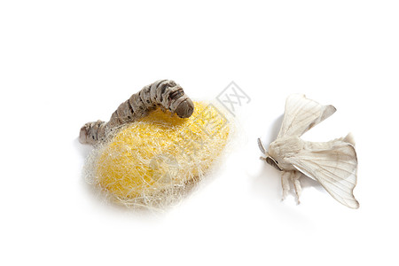 蝴蝶丝虫 三阶段的丝虫幼虫养蚕业白色加工编织纤维织物牙线宏观蝴蝶图片