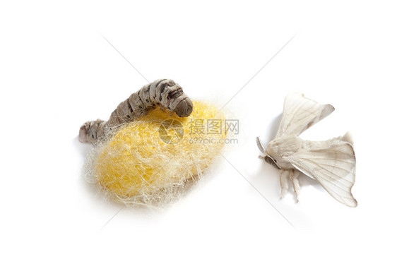 蝴蝶丝虫 三阶段的丝虫幼虫养蚕业白色加工编织纤维织物牙线宏观蝴蝶图片