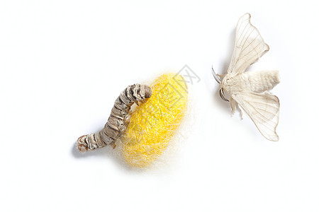 蝴蝶丝虫 三阶段的丝虫白色昆虫织物纤维材料蛴螬牙线养蚕业宏观编织图片