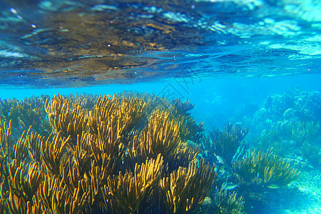 软哥尔戈尼亚珊瑚礁海景图片