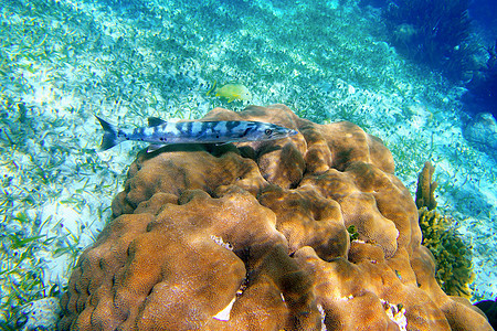 在马雅人里维埃拉的珊瑚上捕野鱼图片