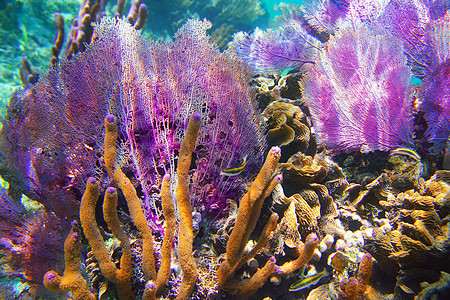 Caribbena珊瑚礁 玛雅里维埃拉多彩野生动物假期勘探海滩珊瑚盐水宝藏海洋动物异国图片