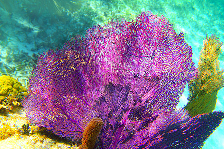 加勒比珊瑚礁 玛雅里维埃拉多彩背景图片